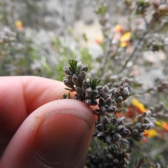 Dillwynia sericea at Carwoola, NSW - suppressed