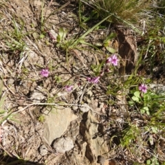 Arthropodium minus (Small Vanilla Lily) at Carwoola, NSW - 9 Oct 2021 by Liam.m