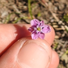 Arthropodium minus at Carwoola, NSW - 9 Oct 2021