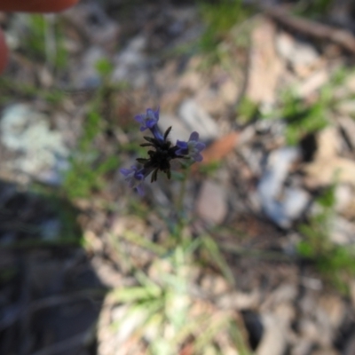 Linaria arvensis (Corn Toadflax) at Carwoola, NSW - 9 Oct 2021 by Liam.m