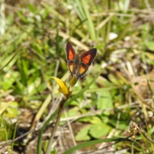 Paralucia aurifera at Carwoola, NSW - suppressed