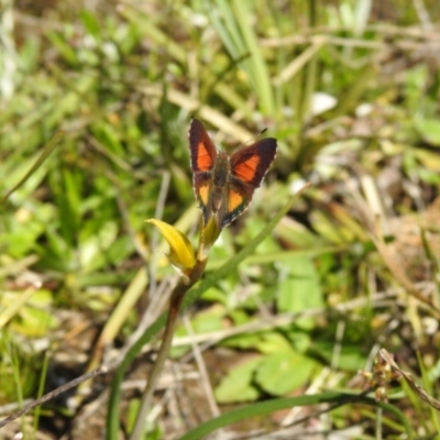 Paralucia aurifera (Bright Copper) at Carwoola, NSW - 9 Oct 2021 by Liam.m