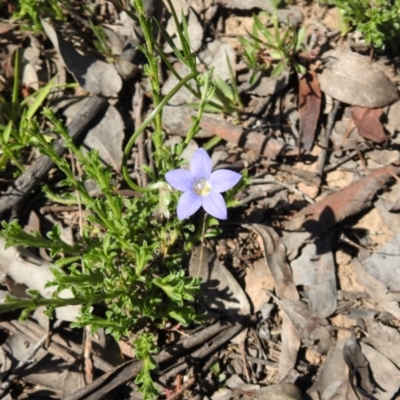 Wahlenbergia capillaris (Tufted Bluebell) at Carwoola, NSW - 9 Oct 2021 by Liam.m
