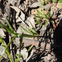 Wahlenbergia capillaris at Carwoola, NSW - suppressed