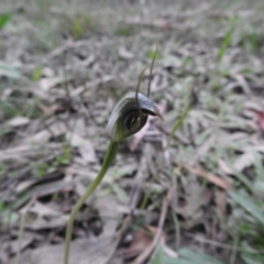 Pterostylis pedunculata (Maroonhood) at Rossi, NSW - 9 Oct 2021 by Liam.m