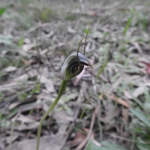 Pterostylis pedunculata at Rossi, NSW - 10 Oct 2021