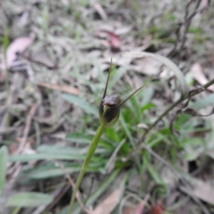 Pterostylis pedunculata at Rossi, NSW - 10 Oct 2021