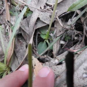 Pterostylis pedunculata at Rossi, NSW - 10 Oct 2021