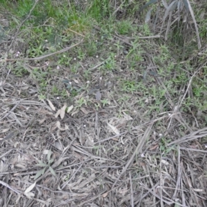 Caladenia carnea at Rossi, NSW - suppressed