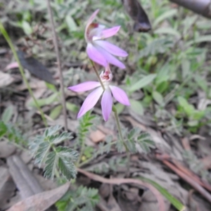 Caladenia carnea at Rossi, NSW - suppressed