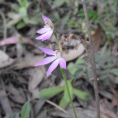 Caladenia carnea at Rossi, NSW - suppressed