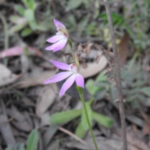 Caladenia carnea at Rossi, NSW - suppressed