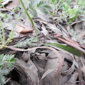 Caladenia carnea at Rossi, NSW - suppressed