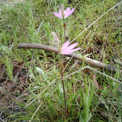 Caladenia carnea (Pink Fingers) at Hackett, ACT - 5 Oct 2021 by Lou