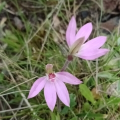 Caladenia carnea at Hackett, ACT - 6 Oct 2021