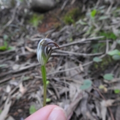 Pterostylis pedunculata (Maroonhood) at Farringdon, NSW - 9 Oct 2021 by Liam.m