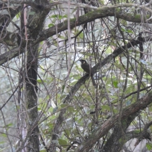 Meliphaga lewinii at Farringdon, NSW - suppressed