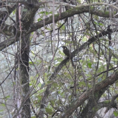 Meliphaga lewinii (Lewin's Honeyeater) at Tallaganda State Forest - 10 Oct 2021 by Liam.m