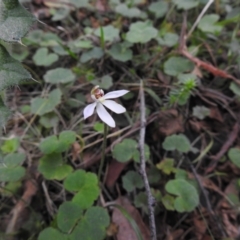 Caladenia carnea (Pink Fingers) at Farringdon, NSW - 9 Oct 2021 by Liam.m