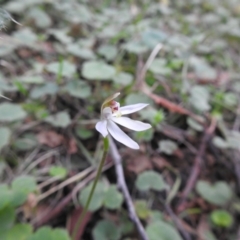 Caladenia carnea at Farringdon, NSW - suppressed