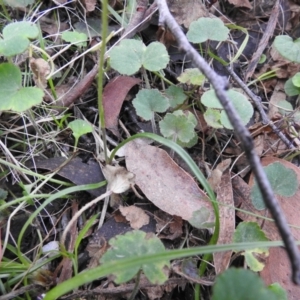 Caladenia carnea at Farringdon, NSW - suppressed