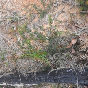 Daviesia ulicifolia at Farringdon, NSW - suppressed