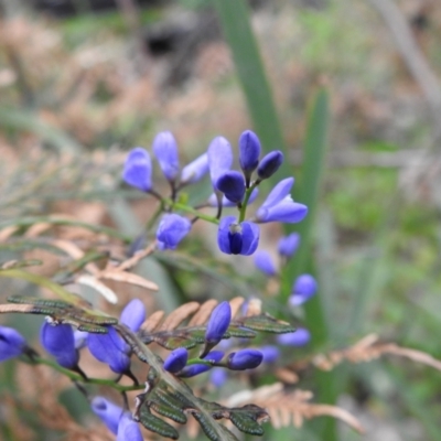Comesperma volubile (Love Creeper) at Farringdon, NSW - 10 Oct 2021 by Liam.m