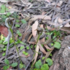 Pterostylis pedunculata (Maroonhood) at Farringdon, NSW - 9 Oct 2021 by Liam.m