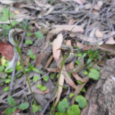 Pterostylis pedunculata (Maroonhood) at Farringdon, NSW - 9 Oct 2021 by Liam.m