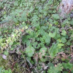 Pterostylis pedunculata (Maroonhood) at Farringdon, NSW - 9 Oct 2021 by Liam.m