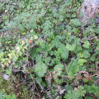 Pterostylis pedunculata (Maroonhood) at Farringdon, NSW - 9 Oct 2021 by Liam.m