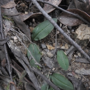 Chiloglottis sp. at Farringdon, NSW - suppressed