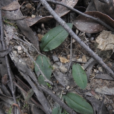 Chiloglottis sp. (A Bird/Wasp Orchid) at Farringdon, NSW - 9 Oct 2021 by Liam.m