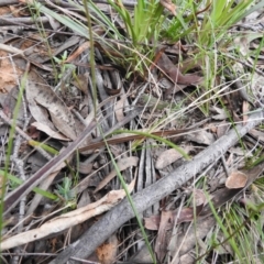 Caladenia ustulata at Rossi, NSW - suppressed