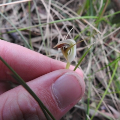 Pterostylis pedunculata (Maroonhood) at Rossi, NSW - 9 Oct 2021 by Liam.m