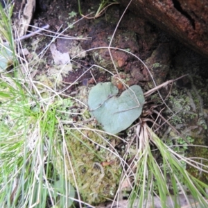 Corysanthes sp. at suppressed - 10 Oct 2021