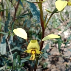 Diuris nigromontana (Black Mountain Leopard Orchid) at Acton, ACT - 8 Oct 2021 by Lou