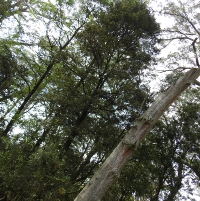 Pittosporum bicolor (Banyalla) at Harolds Cross, NSW - 10 Oct 2021 by Liam.m