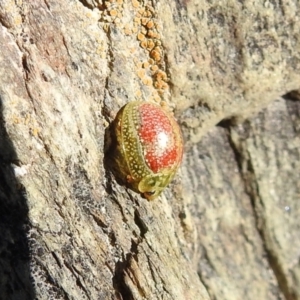 Paropsisterna fastidiosa at Carwoola, NSW - 9 Oct 2021