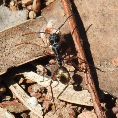 Camponotus suffusus (Golden-tailed sugar ant) at Carwoola, NSW - 6 Oct 2021 by Liam.m