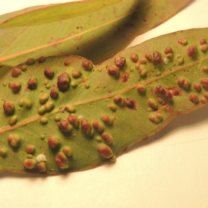 Eucalyptus insect gall at Conder, ACT - 23 Sep 2021