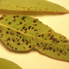 Eucalyptus insect gall at Conder, ACT - 23 Sep 2021