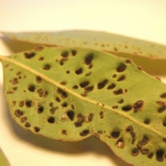 Eucalyptus insect gall at Conder, ACT - 23 Sep 2021