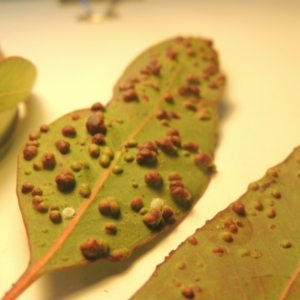 Eucalyptus insect gall at Conder, ACT - 23 Sep 2021