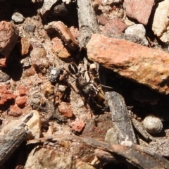 Rhytidoponera sp. (genus) at Carwoola, NSW - 7 Oct 2021