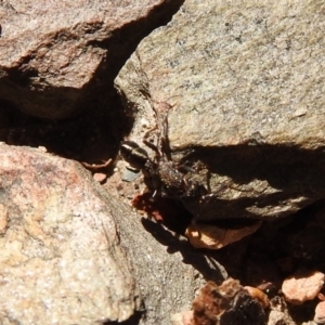 Rhytidoponera sp. (genus) at Carwoola, NSW - 7 Oct 2021