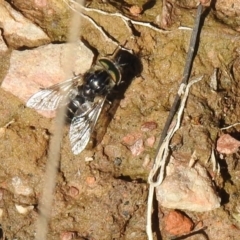 Tabanidae (family) (Unidentified march or horse fly) at Carwoola, NSW - 6 Oct 2021 by Liam.m