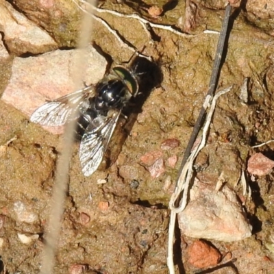 Tabanidae (family) (Unidentified march or horse fly) at Carwoola, NSW - 6 Oct 2021 by Liam.m