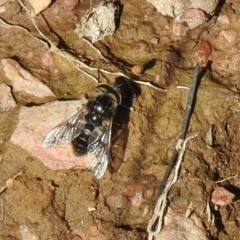 Tabanidae (family) at Carwoola, NSW - 7 Oct 2021