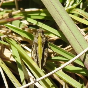 Paratettix australis at Carwoola, NSW - suppressed